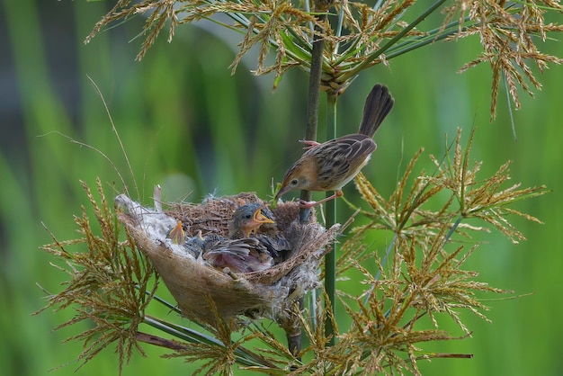 De goudkopcisticola-vogel brengt voedsel voor hun kuiken