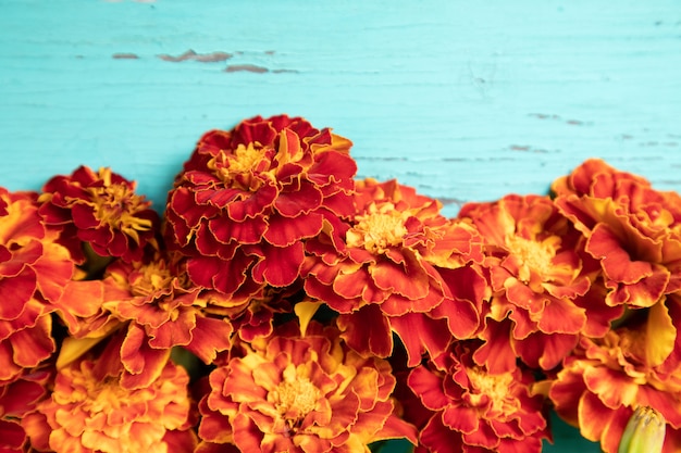 De goudsbloem oranje bloemen van de close-up op een oude turkooise houten lijst.