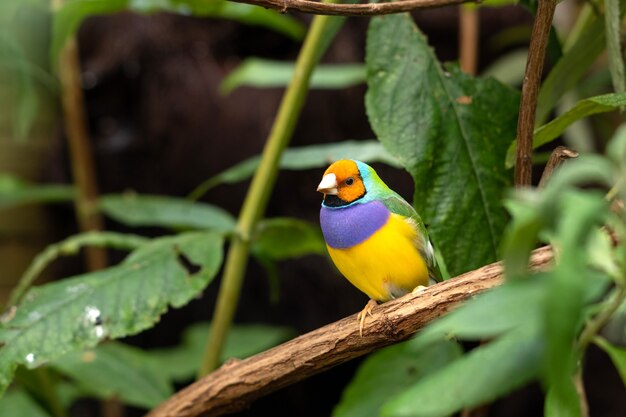 De gouldian vink of erythrura gouldiae kleine colirful vogel zittend op een boomtak tussen groene bladeren