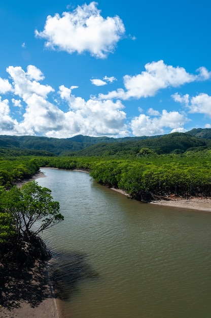 Foto de goyoshi-rivier stroomt tussen een weelderig mangrovebos