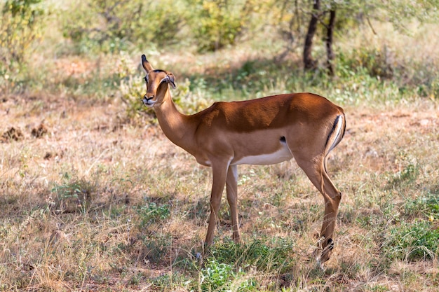 De Grant Gazelle graast in de uitgestrekte savanne