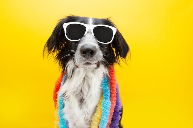 De grappige hondzomer die zonnebril en kleurrijke Hawaiiaanse slingers draagt. Een grappig gezicht trekken. Geïsoleerd op geel gekleurde achtergrond.