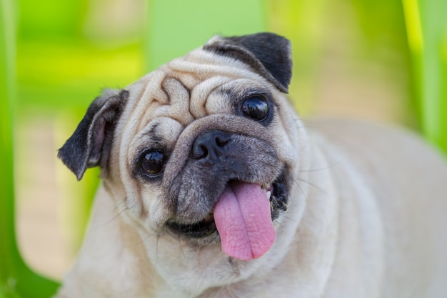 De grappige, leuke en speelse pug hond toont tong, onduidelijk beeld groene achtergrond