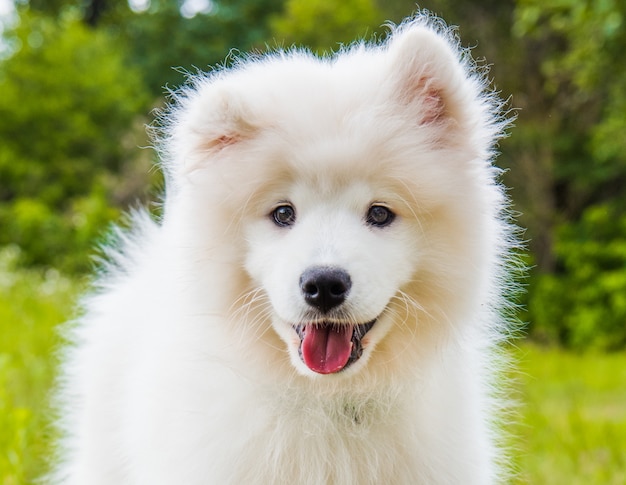 De grappige Samoyed-snuit van de puppyhond in de tuin op het groene gras