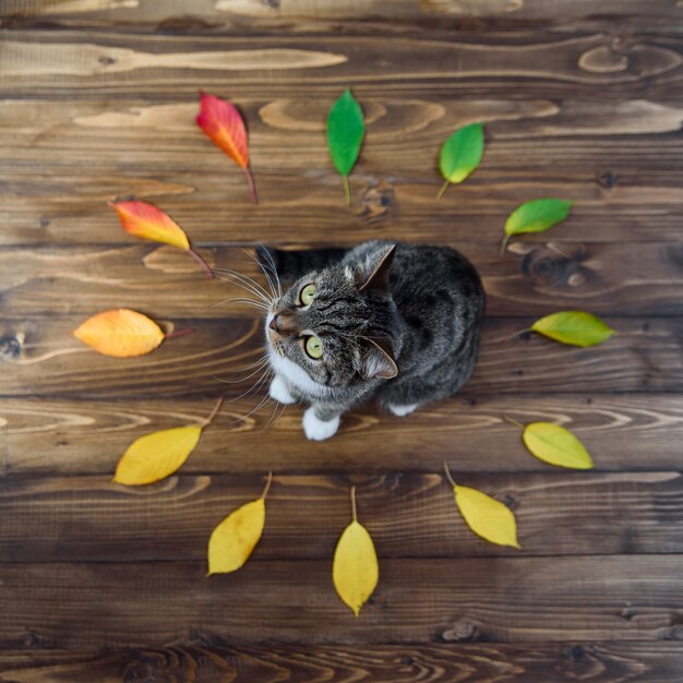 De grappige zitting van de huispot op een houten achtergrond in het midden van de cirkel van de herfstbladeren. Lieve huisdieren.