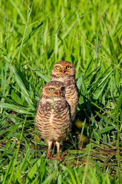 De gravende uil, ook wel veldcaburet, stranduil, velduil, mijnwerker genoemd, wordt de "gravende uil" genoemd vanwege het leven in gaten die in de grond zijn gegraven.