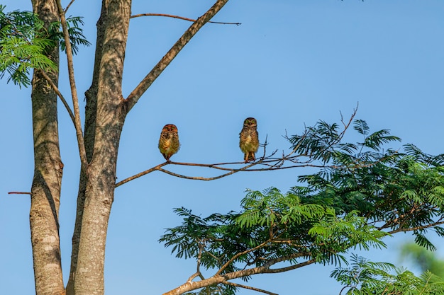 De gravende uil, ook wel veldcaburet, stranduil, velduil, mijnwerker genoemd, wordt de "gravende uil" genoemd vanwege het leven in gaten die in de grond zijn gegraven.