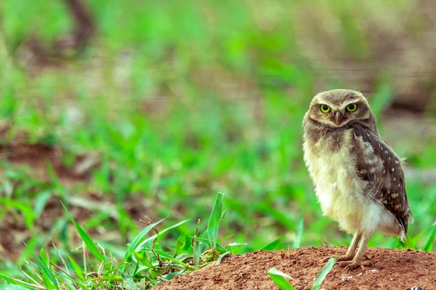 De gravende uil, ook wel veldcaburet, stranduil, velduil, mijnwerker genoemd, wordt de "gravende uil" genoemd vanwege het leven in gaten die in de grond zijn gegraven.