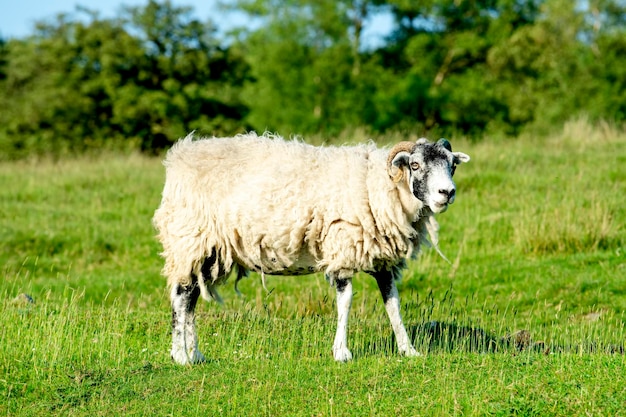 De grazende grote schapen op de wei