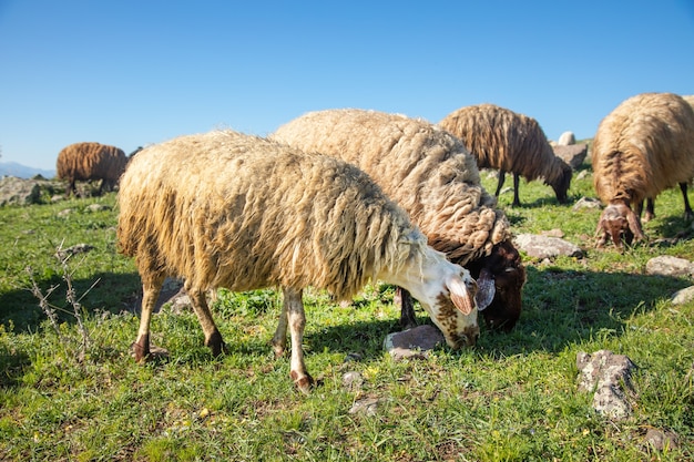 De grazende schapen in het veld