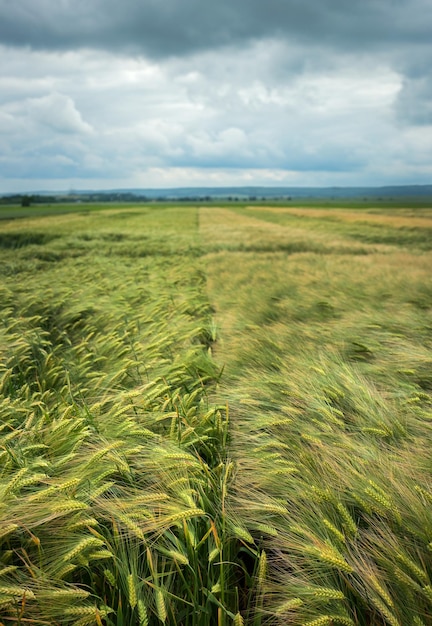 Foto de grens tussen de twee variëteiten graan gewassen op het veld storm hemel
