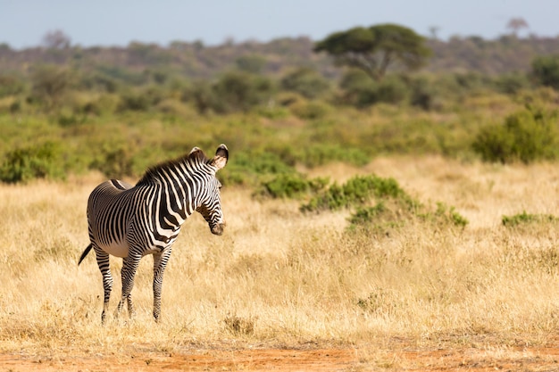 De Grevy Zebra graast op het platteland van Samburu in Kenia