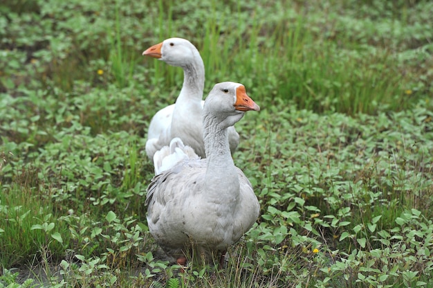 De grijze binnenlandse ganzen weiden op een groene weide