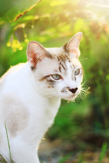 De grijze gestreepte kat geniet van en ontspant op groen gras met natuurlijk zonlicht in tuin