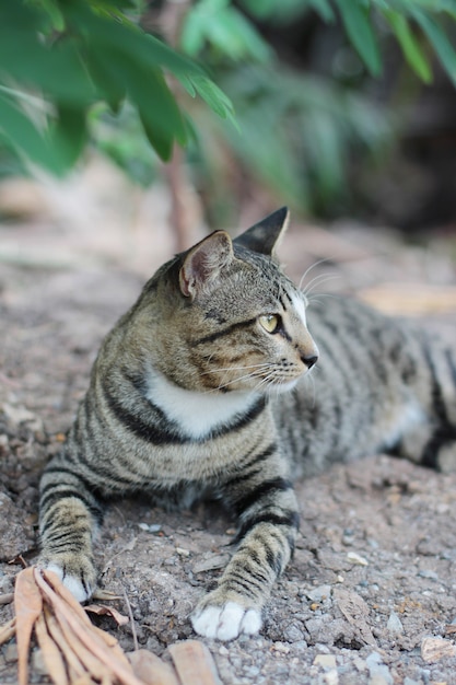 De grijze gestreepte kat geniet van en ontspant op grondvloer in tuin met natuurlijk zonlicht