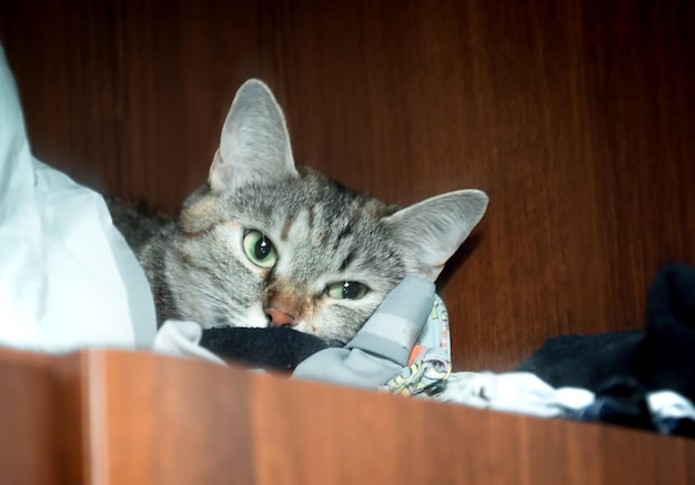 De grijze gestreepte kat ligt op de kleren in de kast