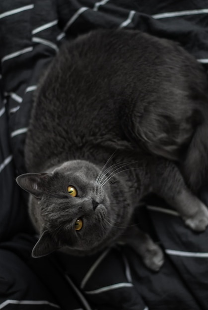 de grijze kat ligt kat op zwart gele ogen dier