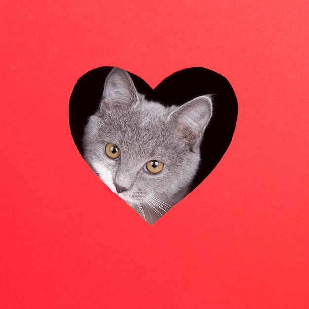 De grijze kat piept uit gat in de vorm van een hart op een rode achtergrond. Valentijnsdag concept