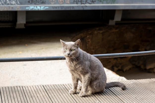 De grijze kat zit op de stoep. Poseren voor de fotograaf. Portret van een wilde kat. Dakloze katten in de straten van Tbilisi. Hoge kwaliteit foto