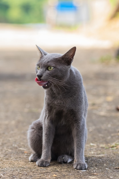 De grijze kat, zoogdier dier concept