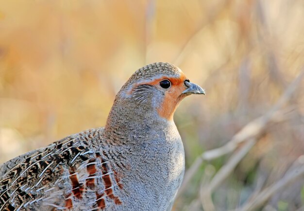 De grijze patrijs (Perdix perdix) close-up portret in natuurlijke habitat.