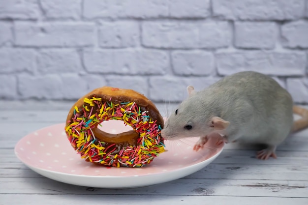 De grijze rat snuift en eet een zoete kleurrijke donut. niet op dieet. verjaardag