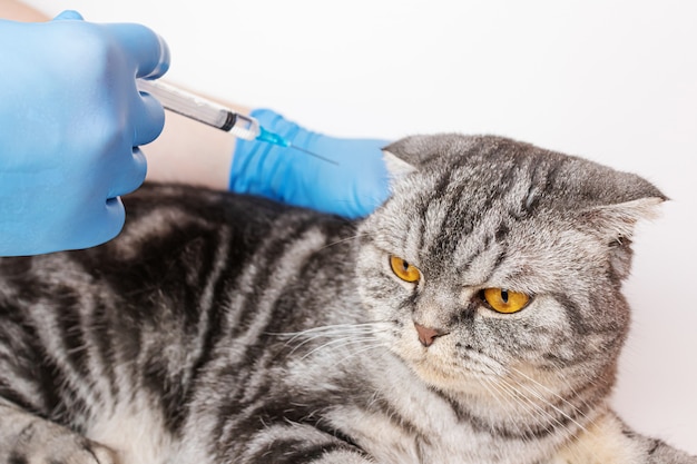 De grijze schotse vouwen kattenholding dient medische handschoenen in. een spuit is in één hand.