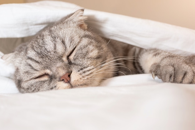 De grijze scottish fold kat grijs in een zwarte strook met gele ogen ligt op een bed