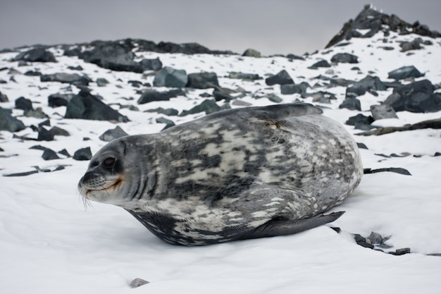 De grijze zeehond