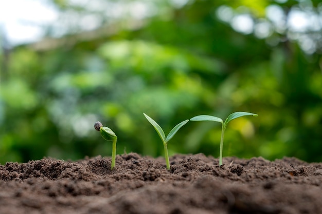 De groei en ontwikkeling van planten of bomen die groeien uit aarde op groene natuur