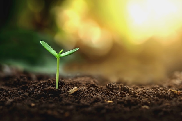 De groei van planten op de grond in de ochtend