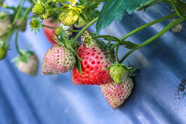 Foto de groei van strawberryfruit van klein