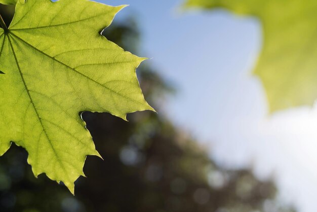 De groeiende twee groene bladeren esdoorn close-up en een plek voor de tekst