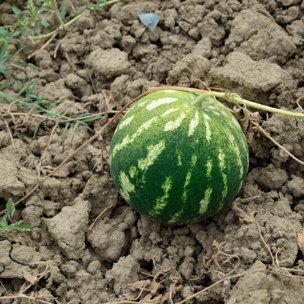 De groeiende watermeloen in het veld