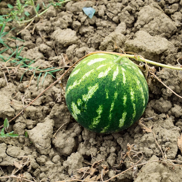 De groeiende watermeloen in het veld