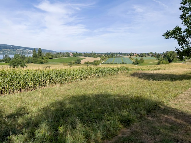 De groenblijvende velden van Zwitserland