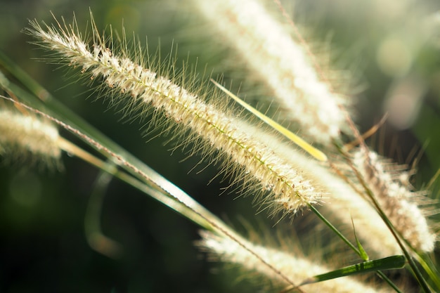 De groene aard van de grasbloem met zonsondergang vaag voor achtergrond.