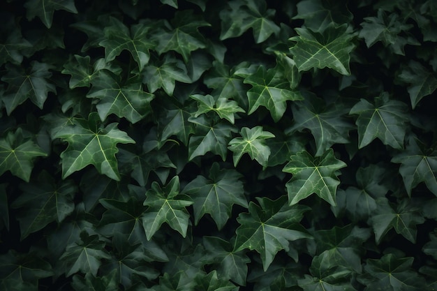 De groene achtergrond van klimopbladeren in tuin Natuurlijke groene bladtextuur