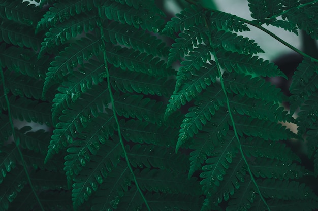 De groene bladachtergrond die de liefde voor de natuur en het milieu laat zien