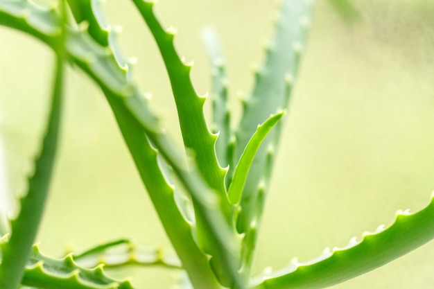 De groene bladeren van aloë planten dicht omhoog