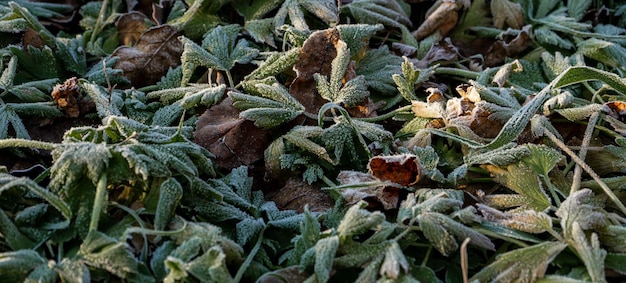 De groene bladeren van de plant zijn in de vroege ochtend bedekt met rijp.