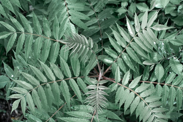 De groene bladeren van de plant