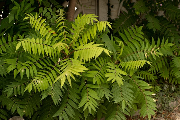 Foto de groene bladeren van de plant