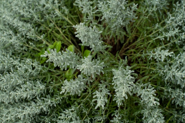 De groene bladeren van de plant