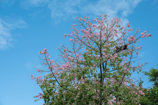 De groene bomen onder de blauwe lucht hebben rode bloemen - Kapokbomen