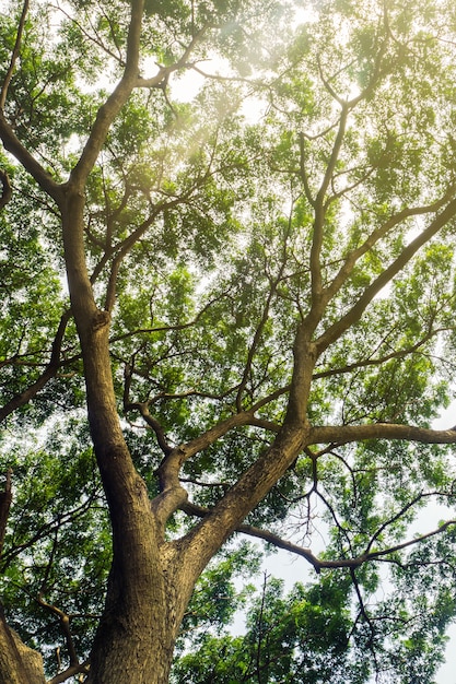 De groene bomen top in het bos