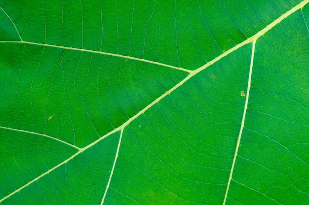 De groene boom van het aardblad van textuur.