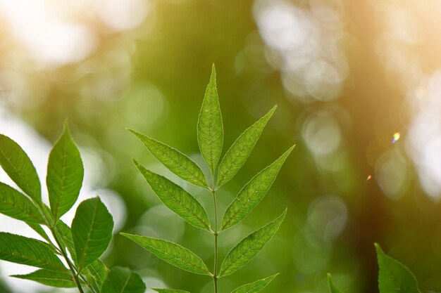 De groene boom verlaat geweven en zonlicht in de aard