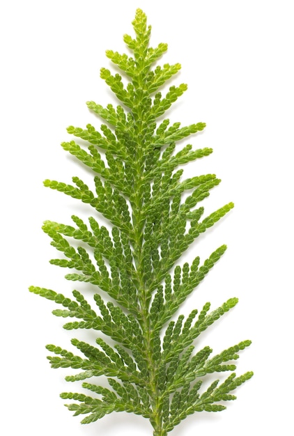 De groene dennentak van thuja is geïsoleerd op een witte achtergrond