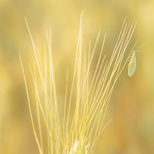 De groene gaasvlieg - Chrysopa carnea - verslindende bladluizen in een tarweveld